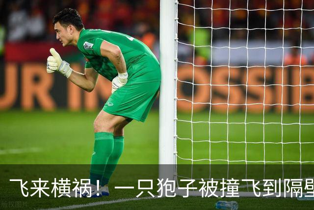 飞来横祸！一只狍子被撞飞到隔壁车道，导致波兰20岁小将去世